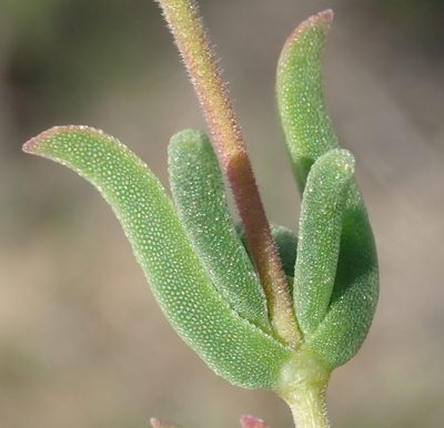 Delosperma neethlingiae, photographed by Nicola van Berkel