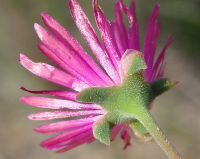 Delosperma neethlingiae, photographed by Nicola van Berkel