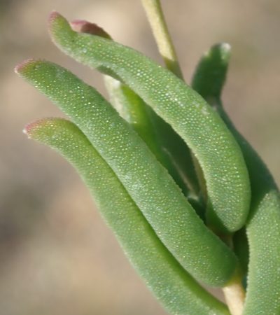 Delosperma neethlingiae, photographed by Nicola van Berkel