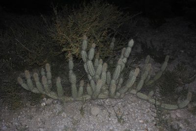 Grusonia bradtiana, photographed by Juan Cruzado Cortés