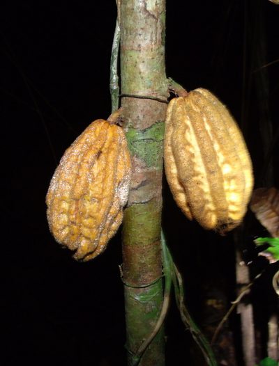 Herrania purpurea, photographed by John G. Phillips