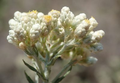 Helichrysum rosum, photographed by Nicola van Berkel