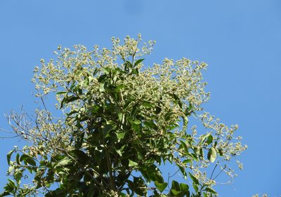 Cordia alliodora, photographed by Francisco Farriols Sarabia