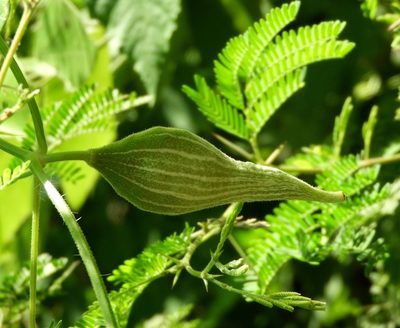 Schizocarpum parviflorum, photographed by Francisco Farriols Sarabia