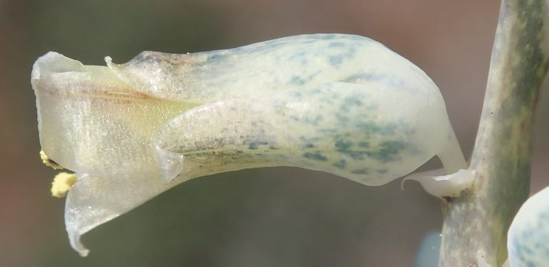 Lachenalia judithiae, photographed by Nicola van Berkel