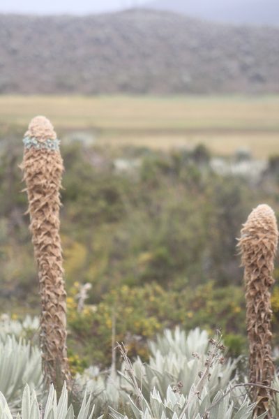 Puya trianae, photographed by GERMAN LEONEL SARMIENTO CRUZ