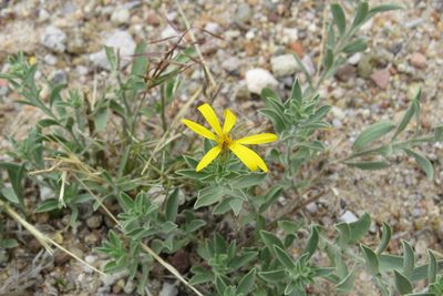 Heterotheca zionensis, photographed by Jess Miller-Camp