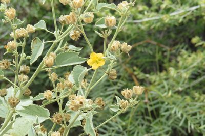Abutilon malacum, photographed by Jess Miller-Camp