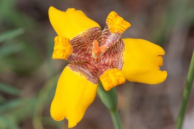 Trimezia juncifolia, photographed by Morten Ross