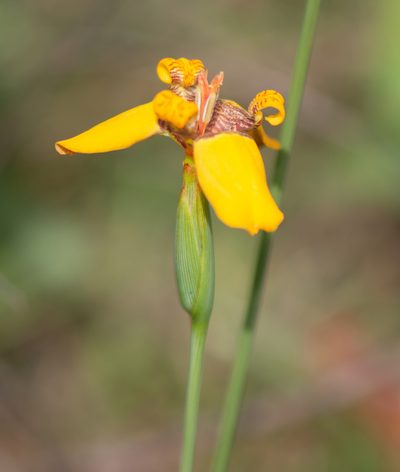 Trimezia juncifolia, photographed by Morten Ross