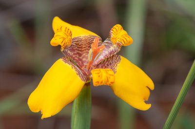 Trimezia juncifolia, photographed by Morten Ross