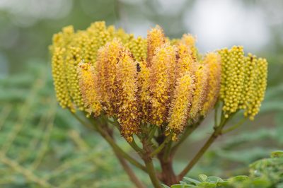 Dimorphandra mollis, photographed by Morten Ross