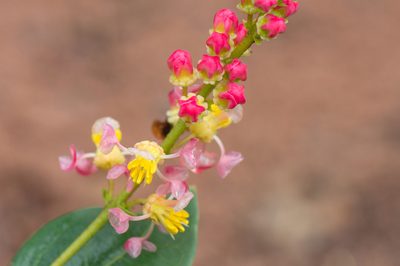 Byrsonima rigida, photographed by Morten Ross