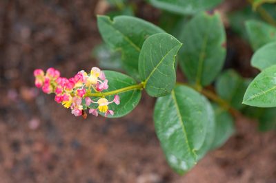 Byrsonima rigida, photographed by Morten Ross