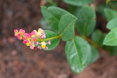 Byrsonima rigida, photographed by Morten Ross