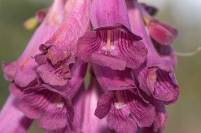 Jacaranda rufa, photographed by Morten Ross