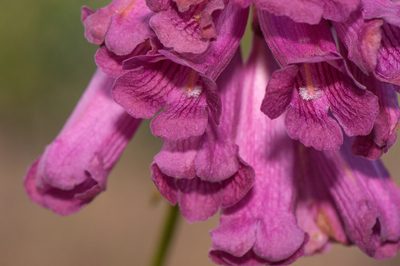Jacaranda rufa, photographed by Morten Ross