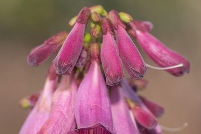 Jacaranda rufa, photographed by Morten Ross