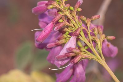 Jacaranda rufa, photographed by Morten Ross