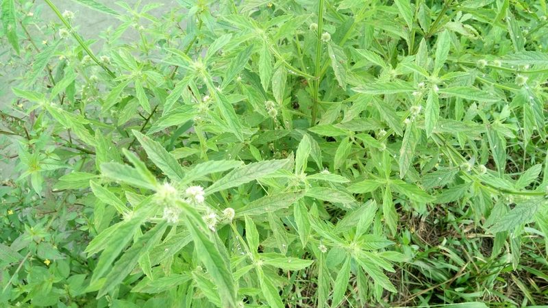 Hyptis brevipes, photographed by 葉子