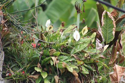 Spathiphyllum wallisii, photographed by GERMAN LEONEL SARMIENTO CRUZ