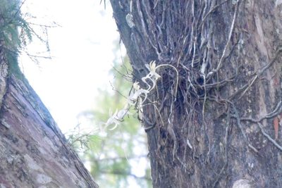Dendrophylax lindenii, photographed by Owen Strickland