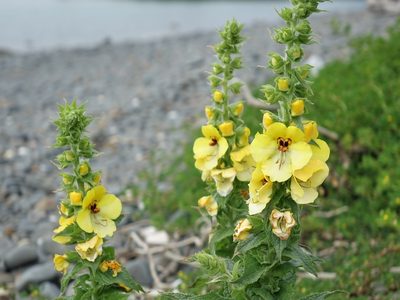 Verbascum creticum, photographed by Jacqui Geux