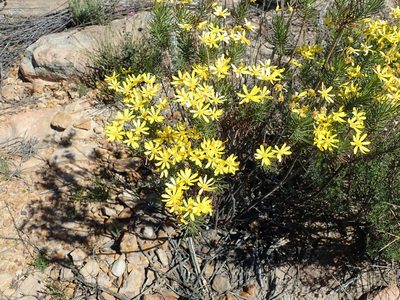 Euryops tenuissimus, photographed by Peter Warren