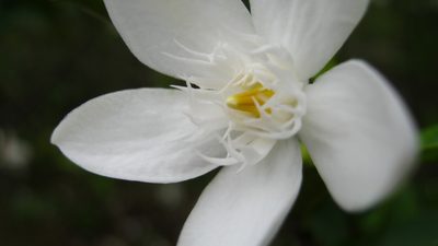 Wrightia antidysenterica, photographed by Ong Jyh Seng