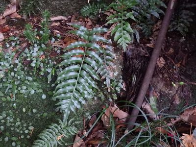 Plagiogyria japonica, photographed by harum.koh