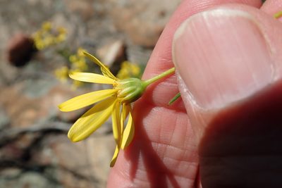 Euryops tenuissimus, photographed by Peter Warren