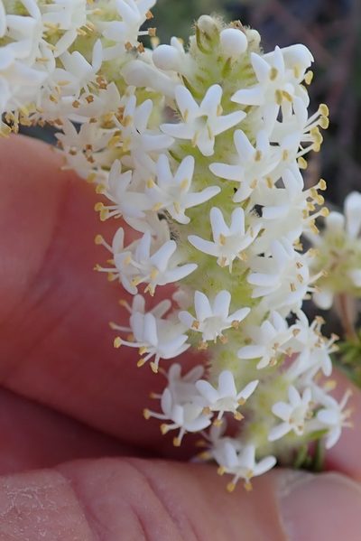 Selago glutinosa, photographed by Peter Warren