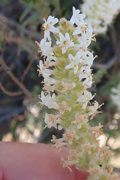 Selago glutinosa, photographed by Peter Warren