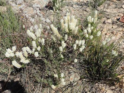 Selago glutinosa, photographed by Peter Warren
