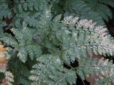 Sitobolium zeylanicum, photographed by harum.koh