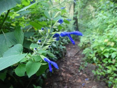 Salvia mexicana, photographed by Juan Rafael Rodríguez Razgado
