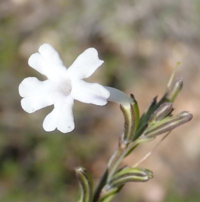 Chascanum cuneifolium, photographed by Nicola van Berkel