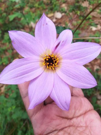 Dahlia australis, photographed by Eugenio Padilla