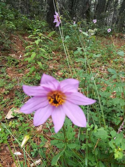 Dahlia australis, photographed by Eugenio Padilla