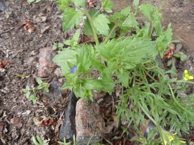 Veronica argute-serrata, photographed by botanygirl