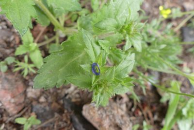Veronica argute-serrata, photographed by botanygirl