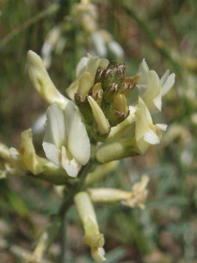 Astragalus sclerocarpus, photographed by Lindsey K. Wise