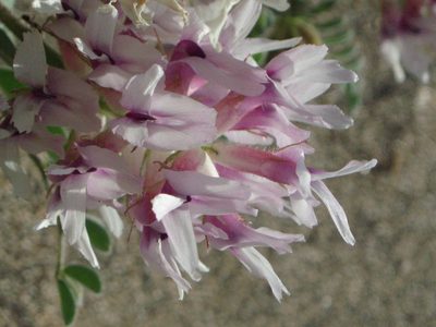 Astragalus succumbens, photographed by Lindsey K. Wise