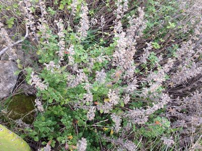 Teucrium flavum, photographed by Giorgia Mocilnik