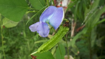 Psophocarpus tetragonolobus, photographed by Ong Jyh Seng