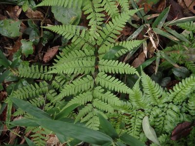 Athyrium wardii, photographed by harum.koh