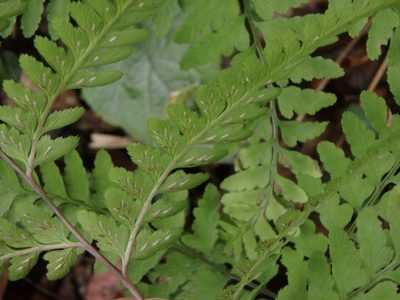 Athyrium wardii, photographed by harum.koh