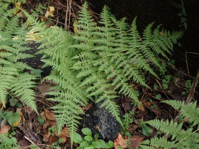 Macrothelypteris viridifrons, photographed by harum.koh