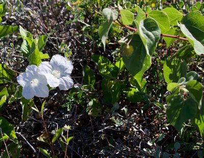 Ruellia leucantha, photographed by Bill Levine