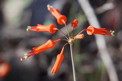 Bessera tenuiflora, photographed by Bill Levine